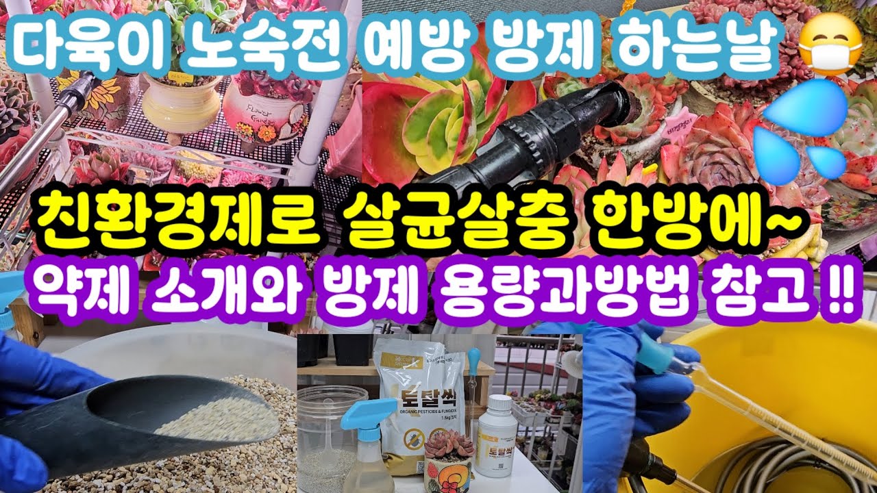 다육이 깍지벌레 무름병 예방 방제도 하고 😷친환경제 토탈싹 토양살충살균제  입제 수용제 소개해요 👌🤗