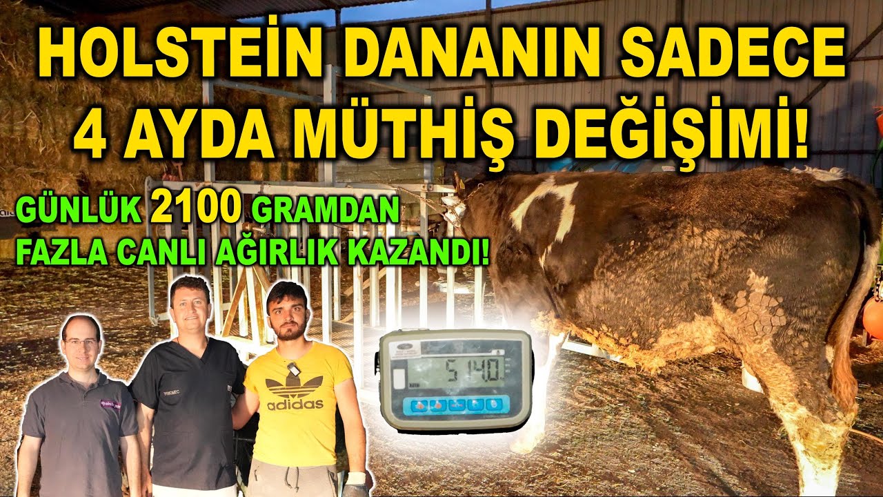 Holstein Dananın Sadece 4 Ayda Müthiş Değişimi! | Günlük 2100 Gramdan Fazla Canlı Ağırlık Kazandı!