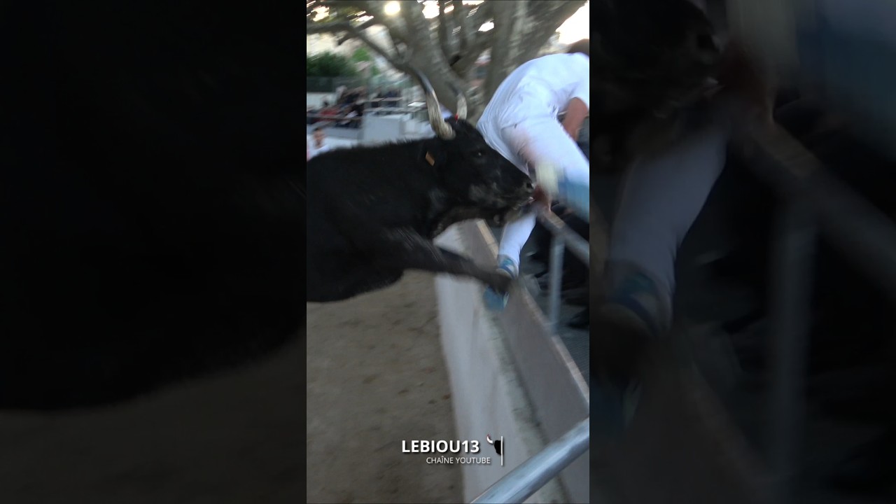 Impressionante envol&eacute; d'un taureaux de la manade de Mejanes a Jonquieres st Vincent 💥😱