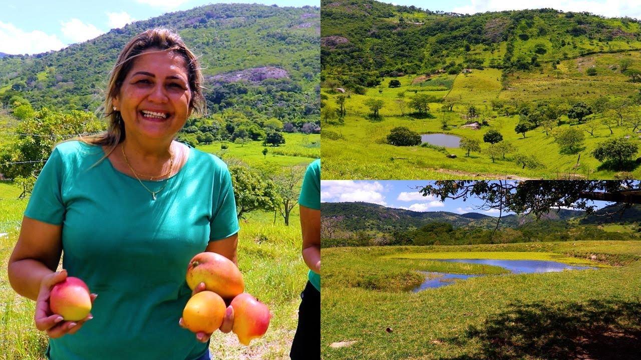 3 CHACARAS Á VENDA COM PÉ DE MANGA, CAJU, FONTE DE ÁGUA E MUITO MAIS EM ALTINHO PERNAMBUCO!!
