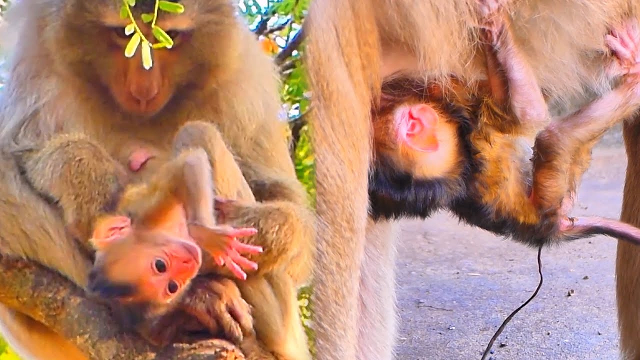 Live: Newborn Baby Monkey MOKATE Enjoys Sweet Milk After Birth 🐒💛