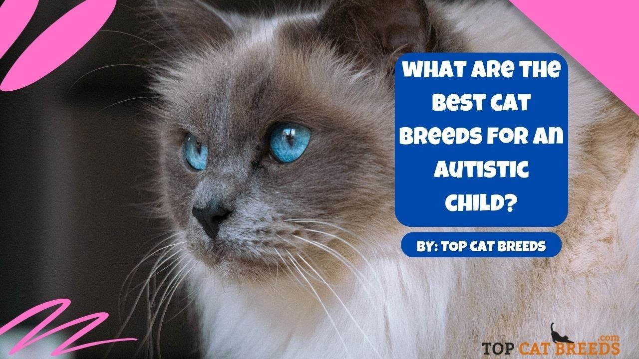 What are the Best Cat Breeds for an Autistic Child