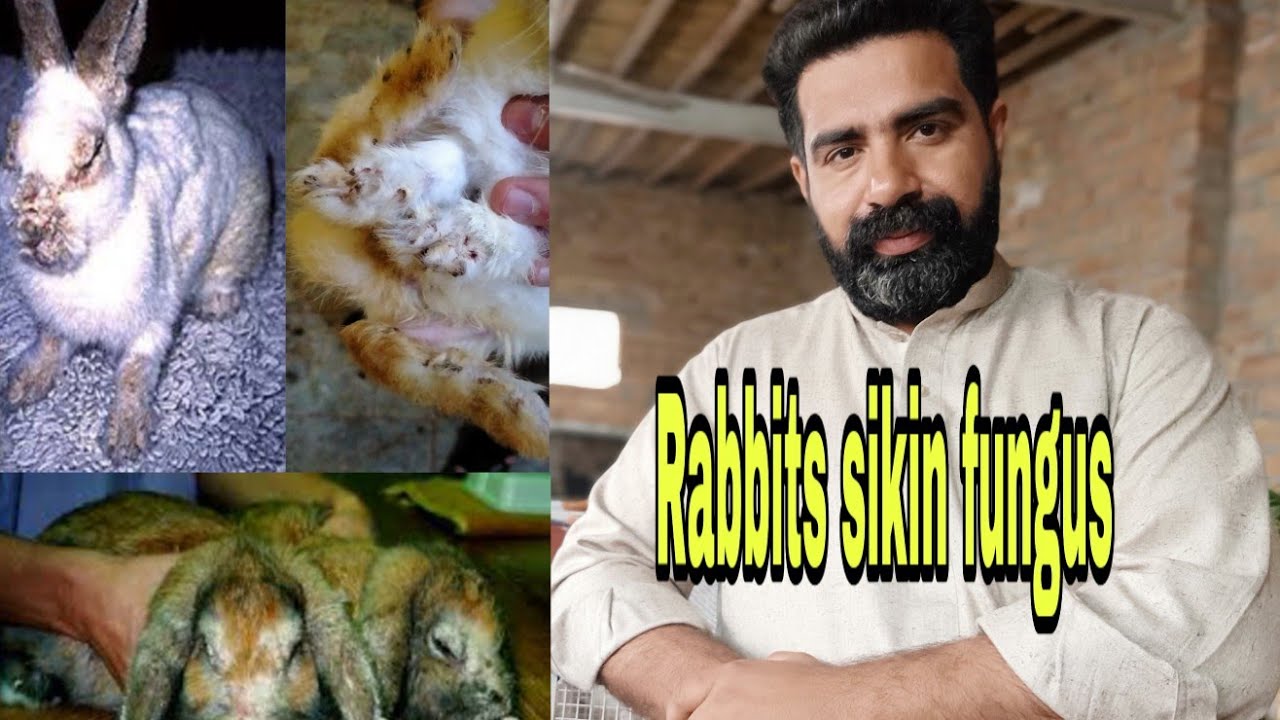 Rabbits fungus || treatment || Abbas Rabbits farm Pakistan || Peshawar