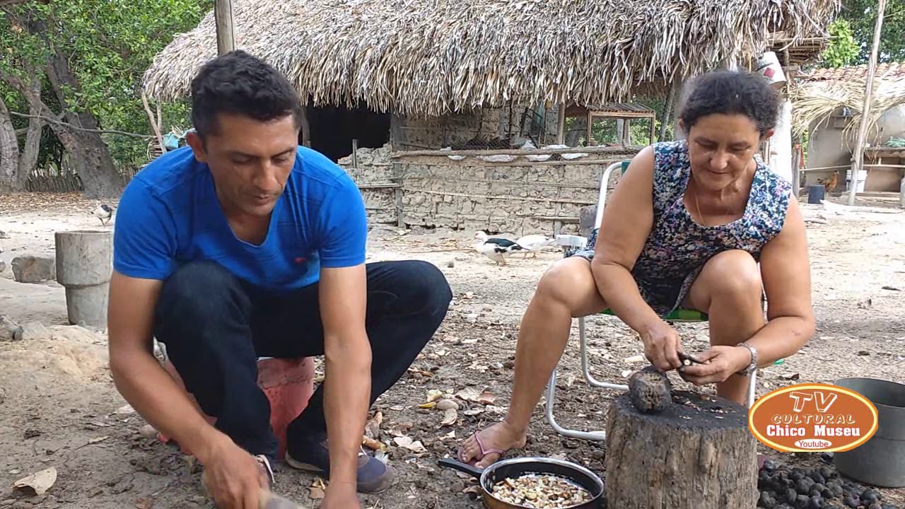 VEJA COMO É QUE ASSA CASTANHA DE CAJU LÁ NA ROÇA