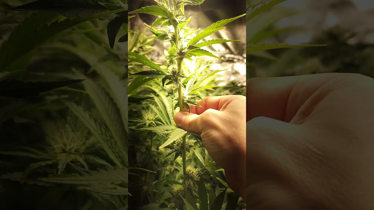 Decided to try super cropping #supercropping #gardening #plants #za