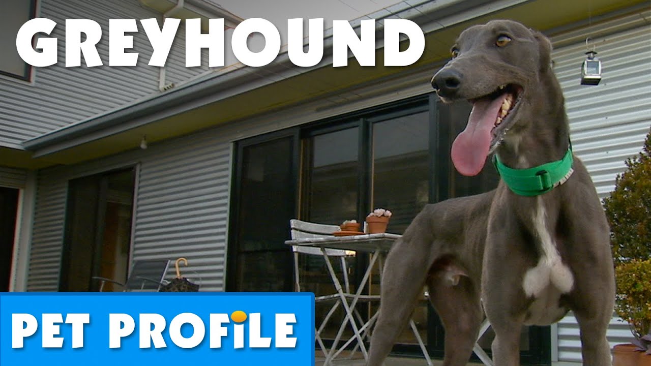 Greyhound Pet Profile | Bondi Vet