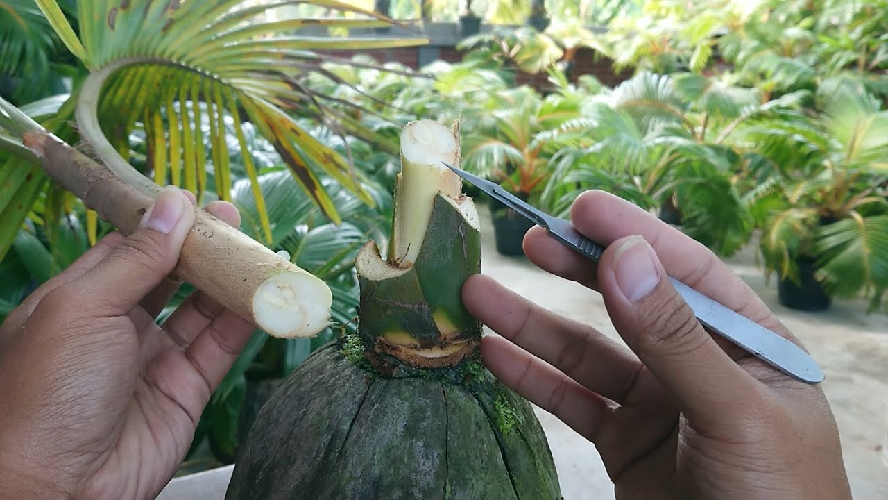 TEBAS EKSTRIM !! CARA CEPAT MENGECILKAN DAUN BONSAI KELAPA