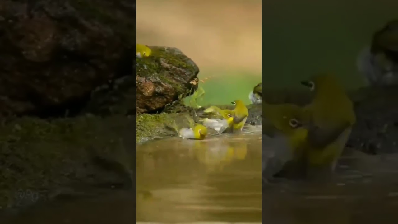 #best_birds_of_ig  #birds_captures #bird_watchers_daily  #birdlovers #udog