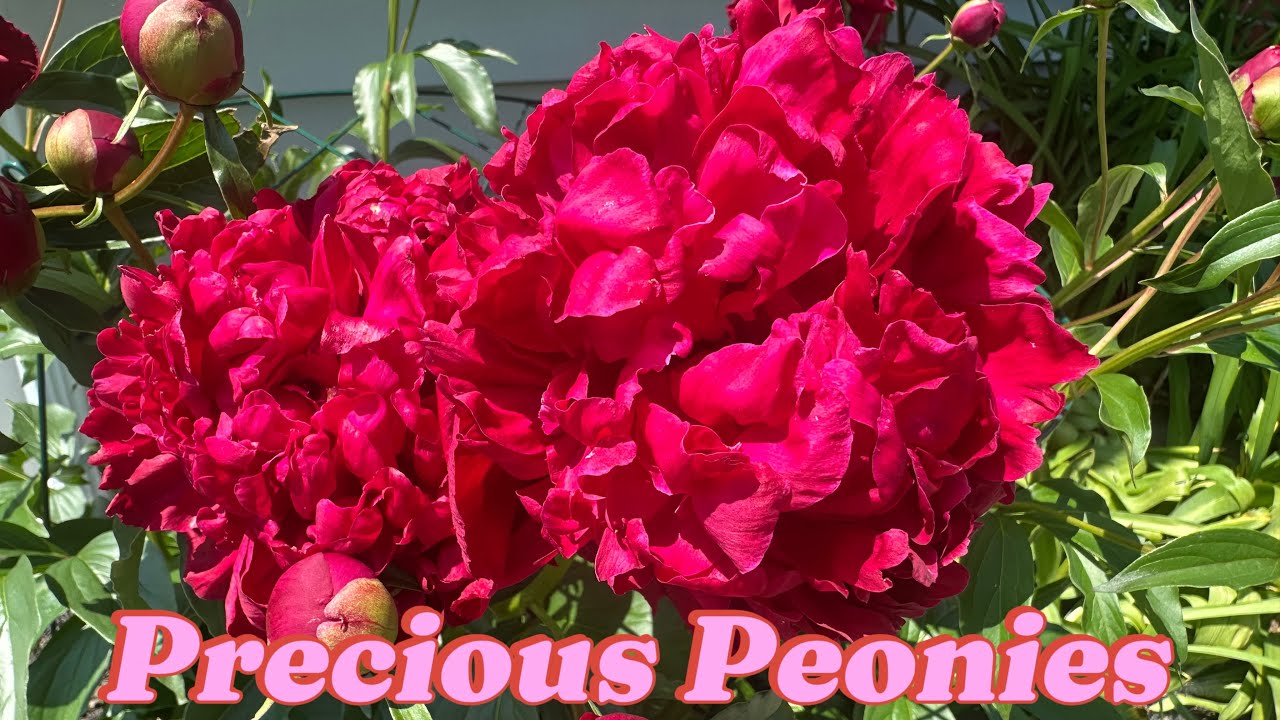 🌸😍A Timeless Beauty: Growing & Caring for Peonies😍🌸