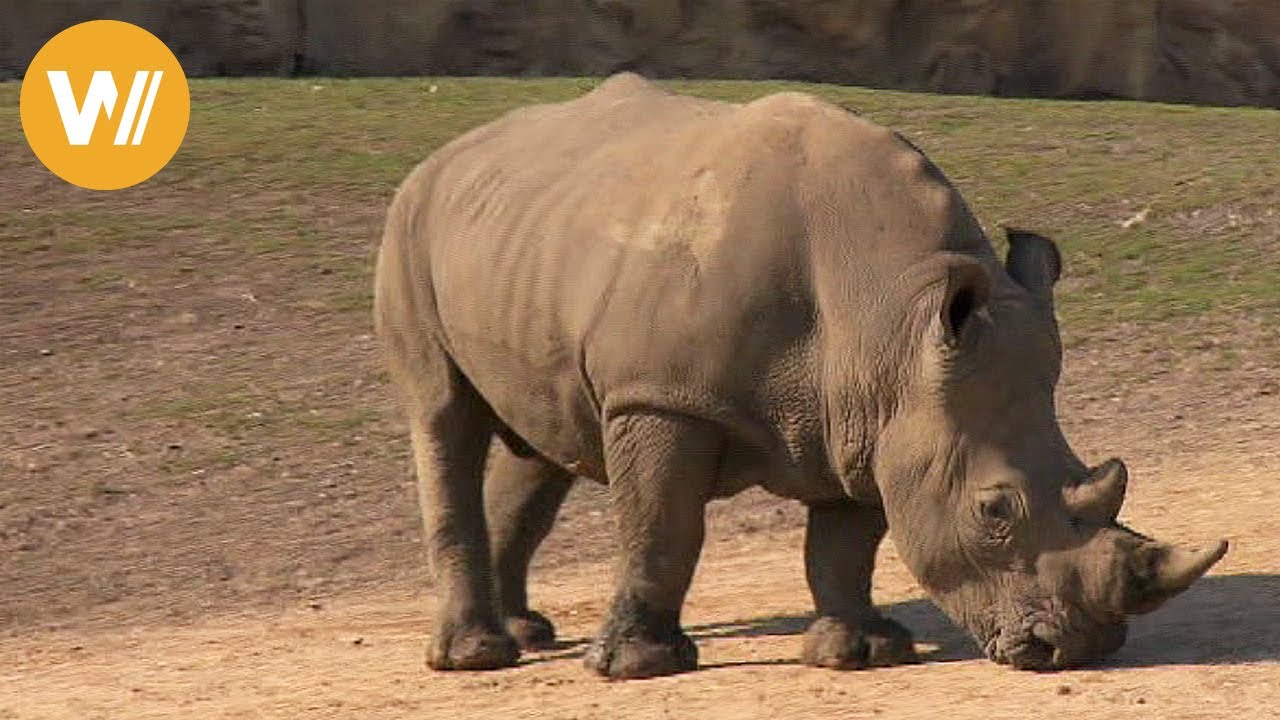 Nashorn | Unsere Tierwelt (Kurze Tierdokumentation)