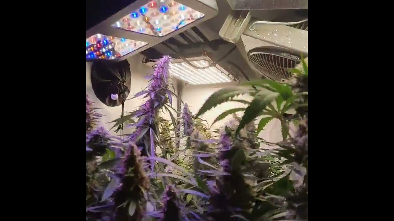 shaggygrower.v2 Tent update. Very busy on there! Nutrients by shogunfertilisers CO2 by TNB Naturals