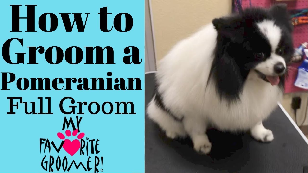 How to Groom a Pomeranian (Domino)
