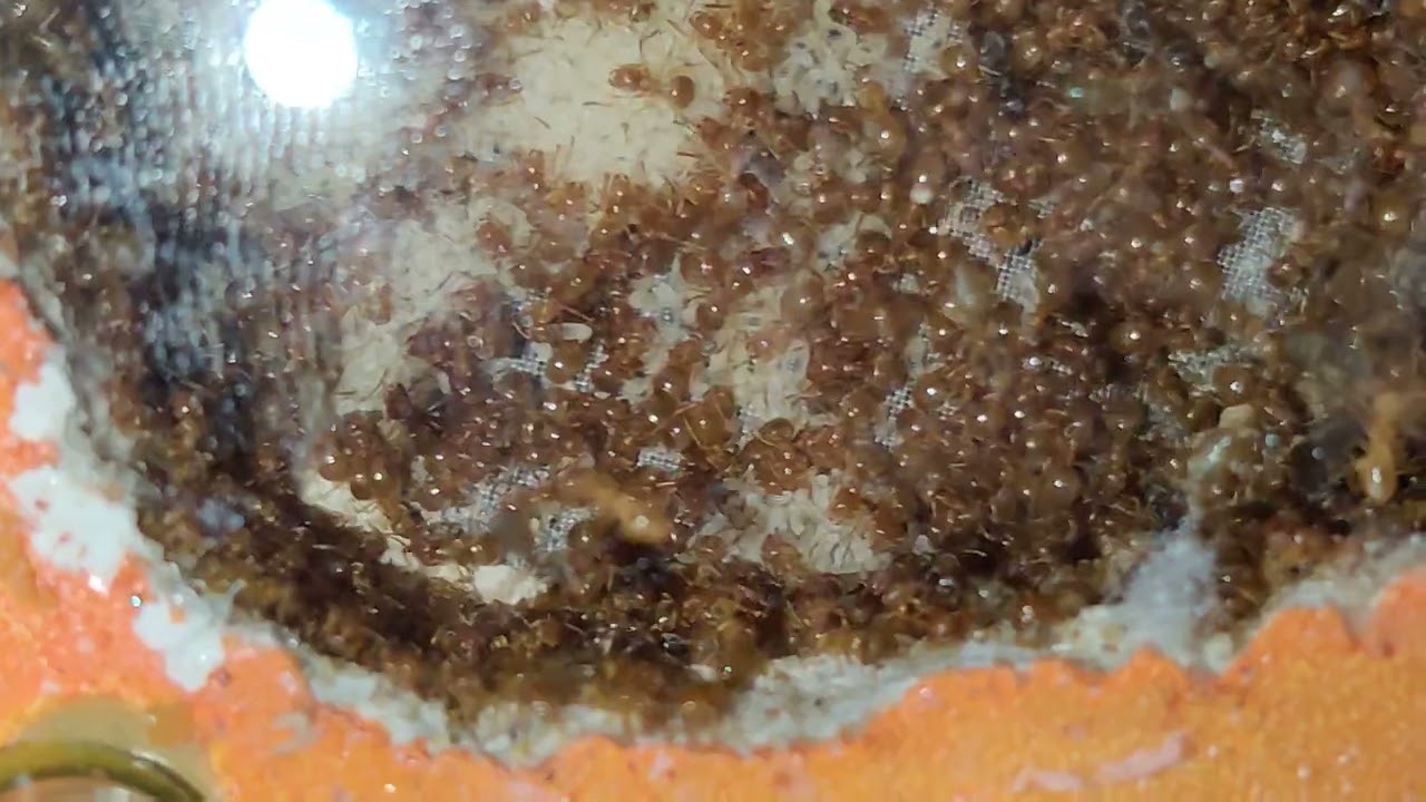 Lasius aphidicola colony 1 out of diapause