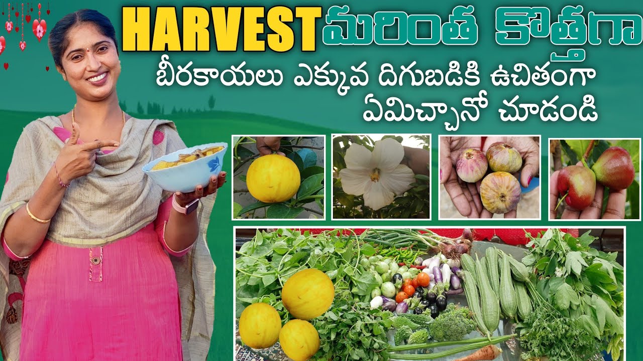 కిలోల కొద్దీ Harvest|ఉచిత దోసకాయలు|Ridge Gourd Fertilizer|Natural Farming|NPK Fertilizer