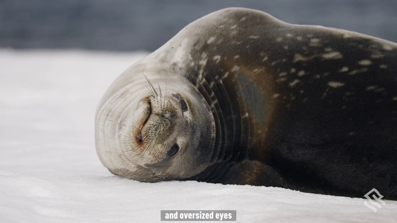 Wildlife in Antarctica: The 4 Types of Seals You Will See on Your Antarctica Trip