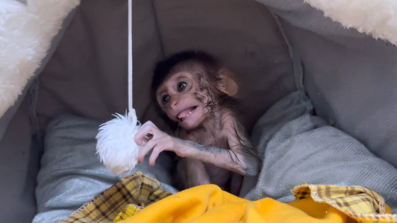 My heart was touched when I saw the baby monkey Hercules playing with the hanging rope