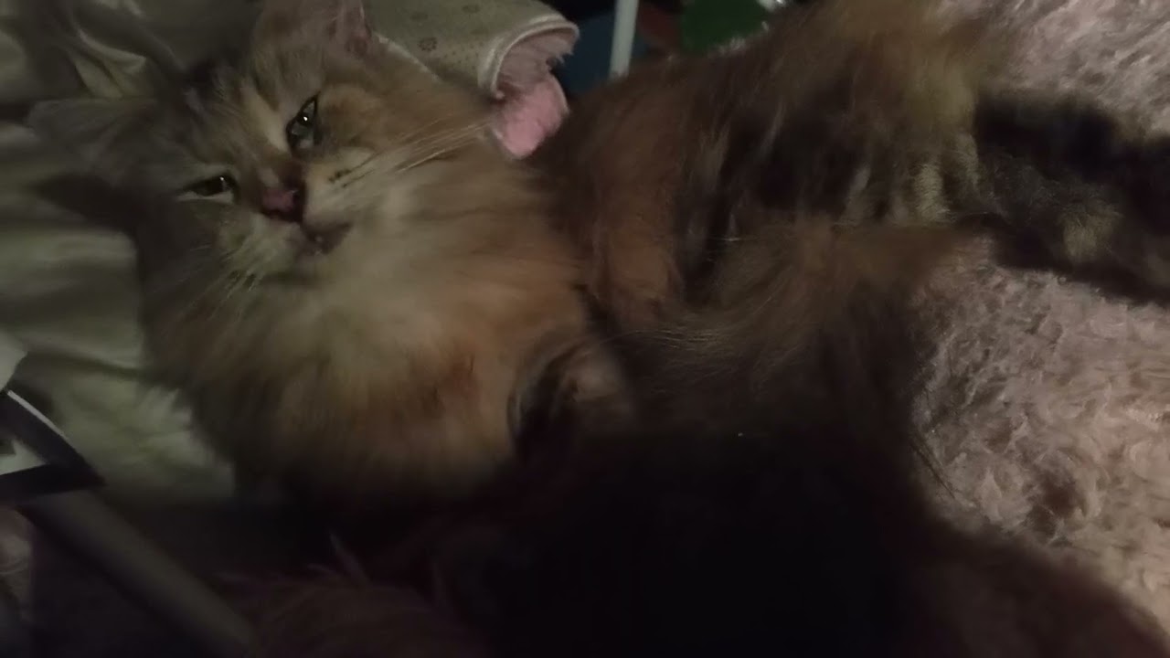 Are u listening? #catofyoutube #animallife #cat #catcat #animalcat #cats #catoftheday #catoftheyear