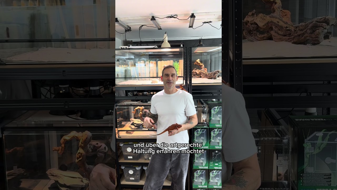 Bartagame Redmonster - Darkmonster Bearded Dragon 