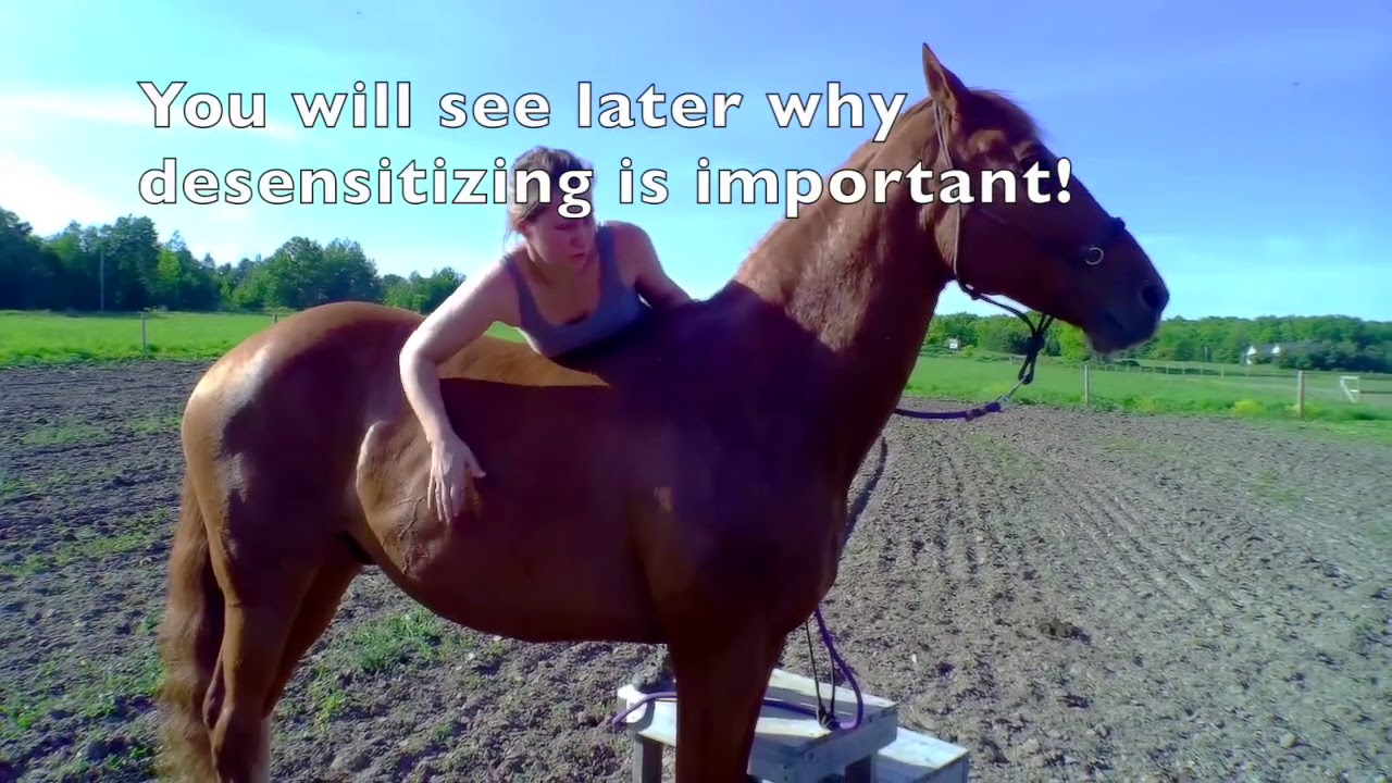 Teach Your Horse to Pick You up!