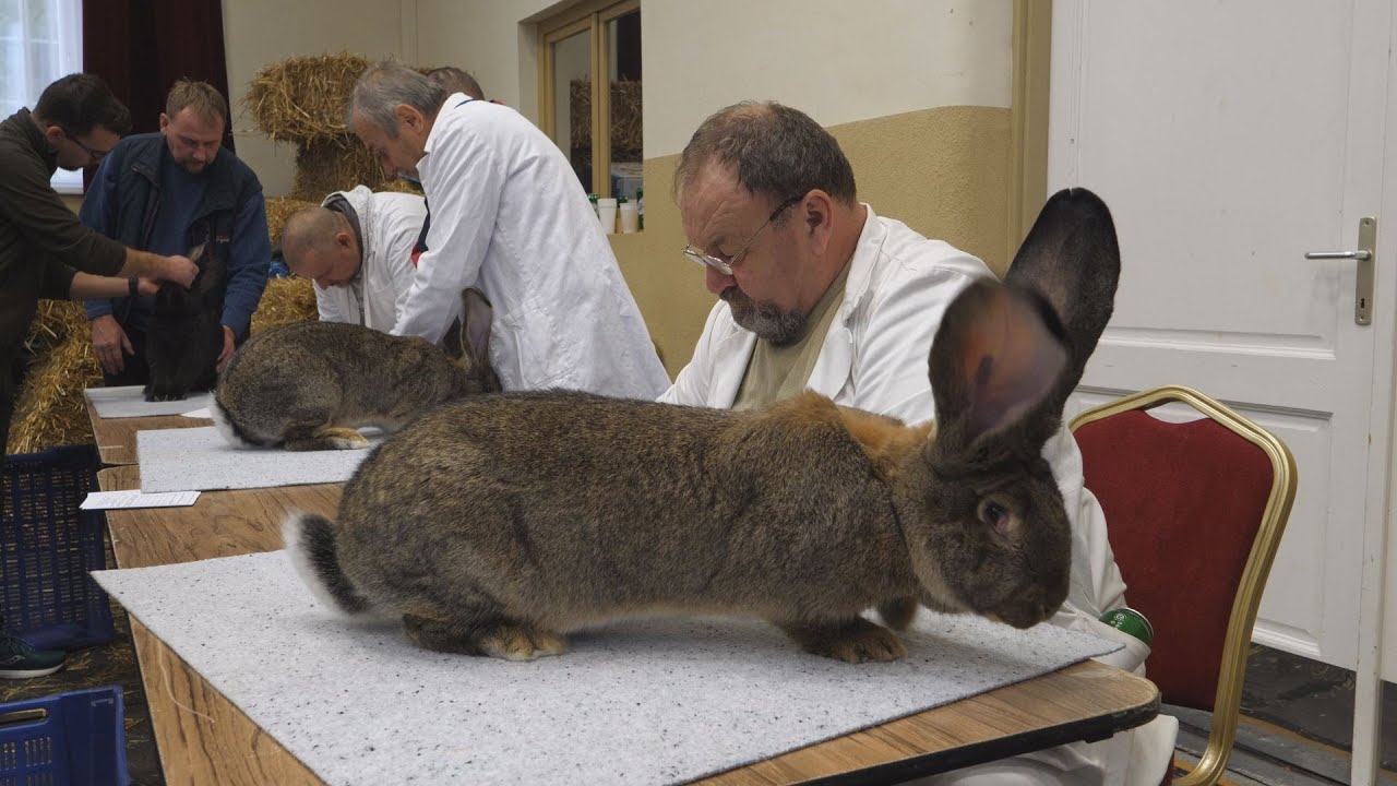 152 óriásnyúl mutatkozott be a tárlaton