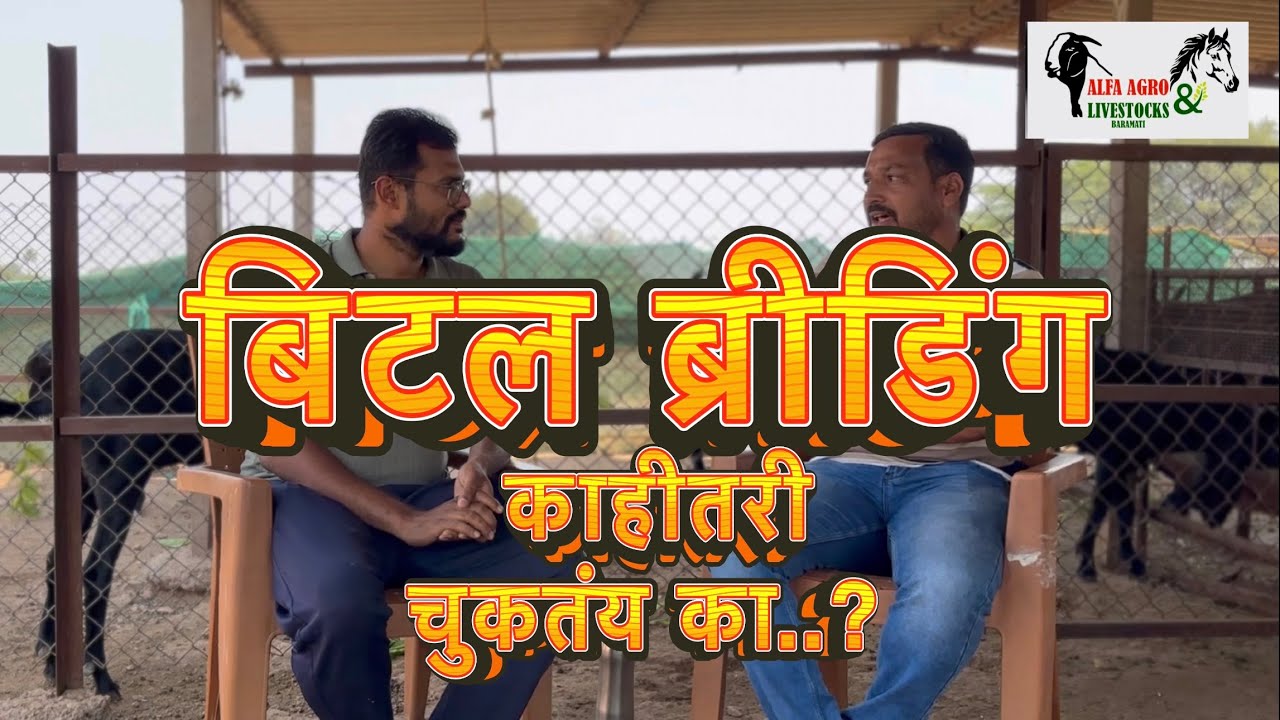 पंजाबी बिटल ब्रीडिंग काही तरी चुकतय का…? 