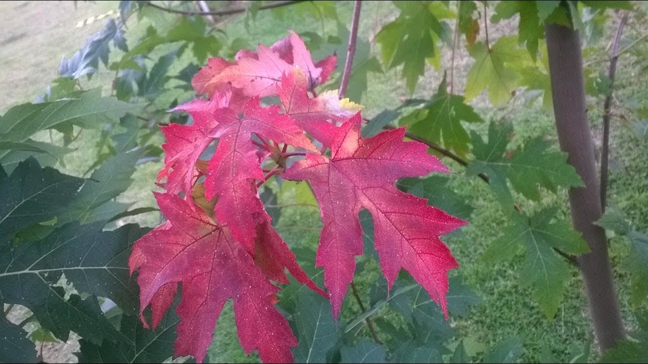 acer saccharum como brotar da raiz