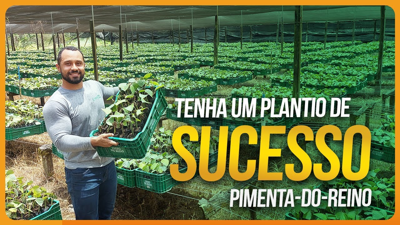 Quase 1 MILHÃO de mudas | Pimenta-do-reino | Parte 4
