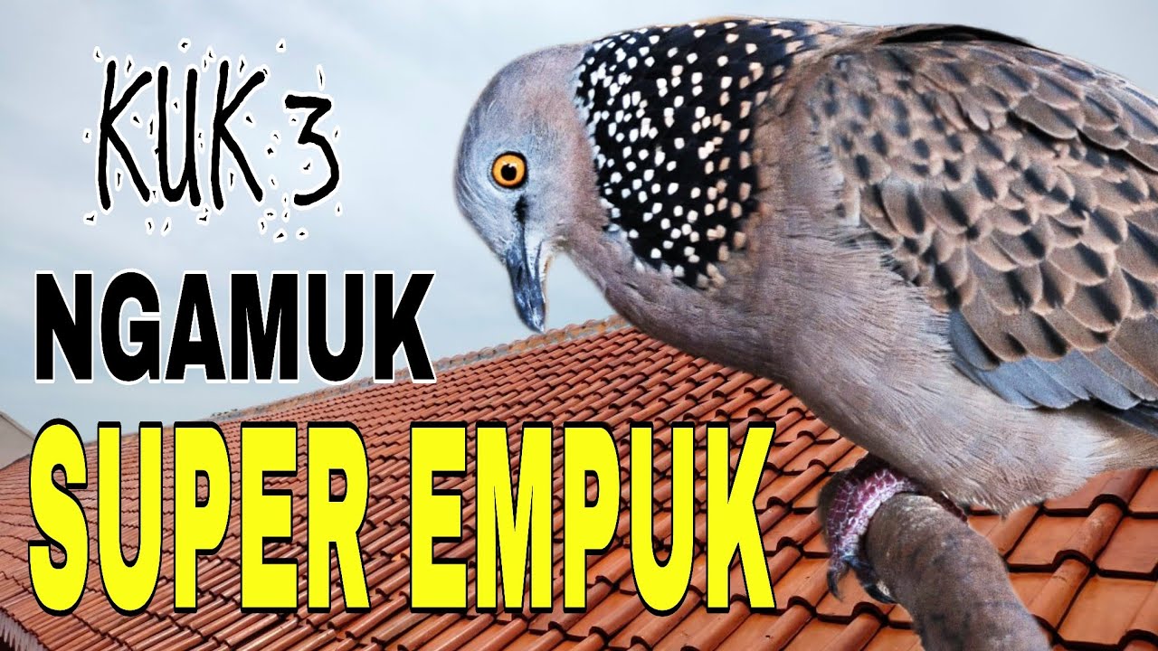Tekukur derkuku kuk 3 lokal gacor ngamuk - suara empuk raja tekukur