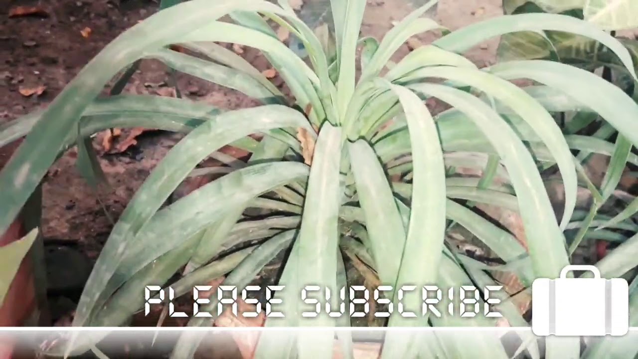 Beautiful Plant ... Yucca [Garden Desires]