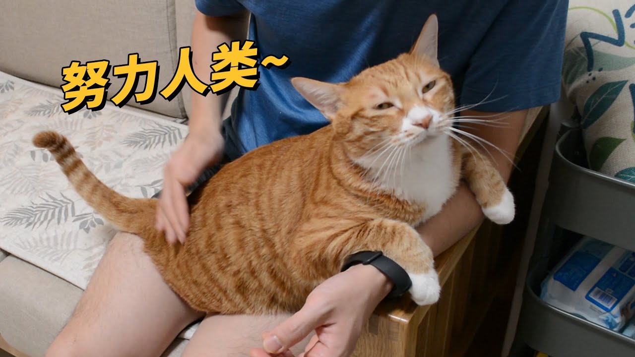 培养一只听话的小猫咪，是要付出劳动的【旧视频】