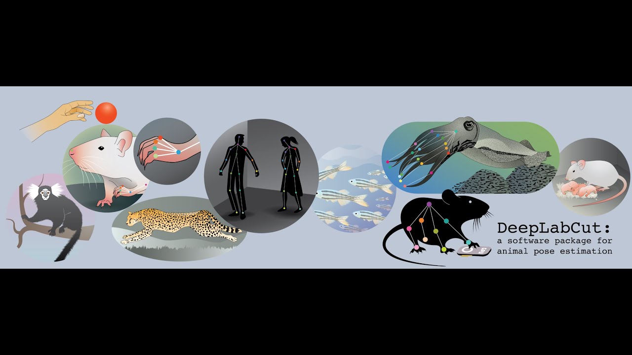 DeepLabCut Model Zoo! How to use COLAB in less than 5 min!
