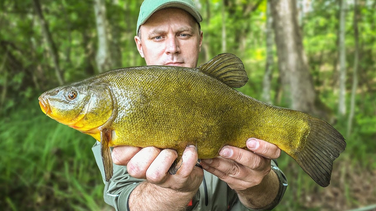 Liny i wzdręgi - Nagrane BRANIA RYB - Jaki zestaw do łowienia LINÓW na spławik - Fishing [WP]