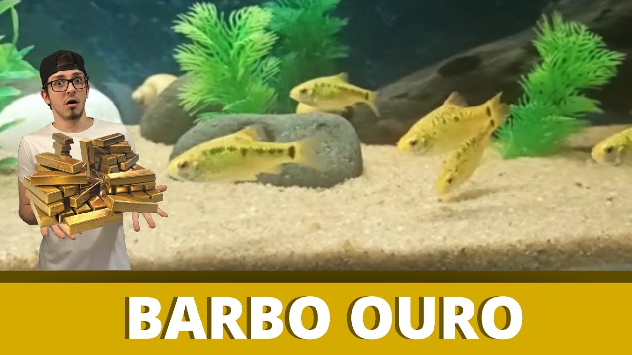 BARBO OURO OU BARBO GEMA - COMO CRIAR? (EPISÓDIO 10)
