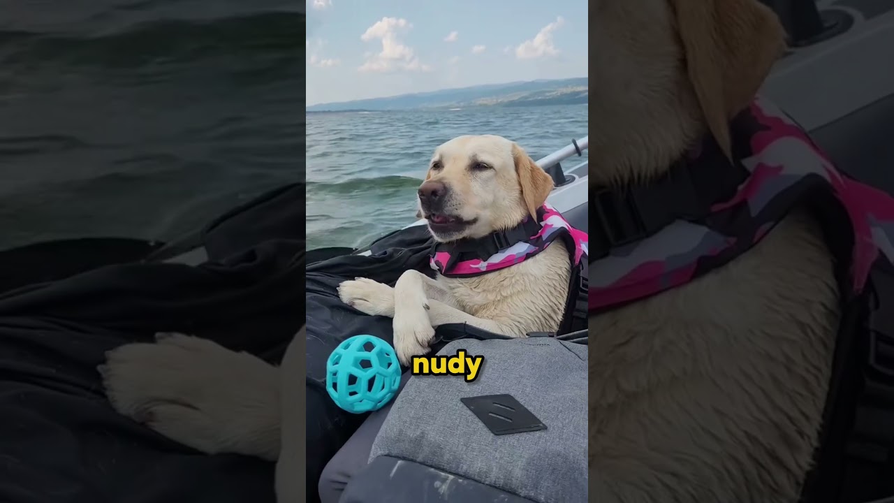 Najbardziej Wesołe Psy😆🐶