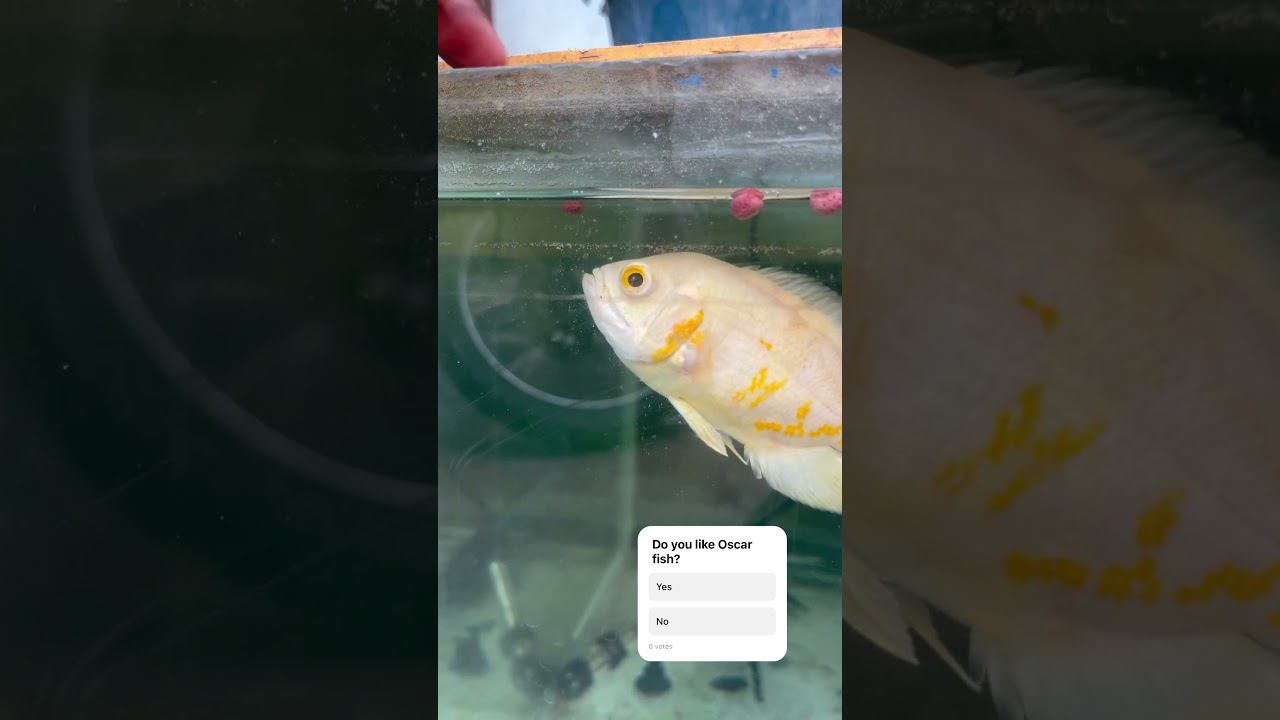Oscar fish not eating food 🥺😖 #viralvideo #shorts