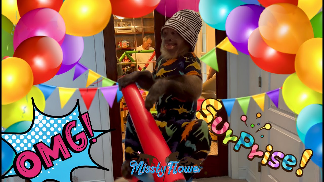 WHAT HAPPENED IN THE MONKEY PLAYROOM 🙈😂 &ldquo;SURPRISE&rdquo; 🎊🎉🥳