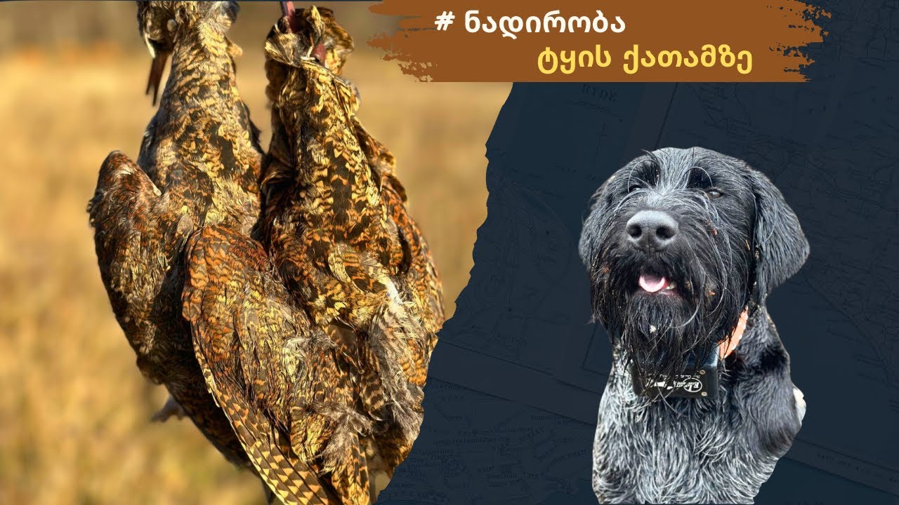 🪶 ტყის ქათამზე სეზონის პირველი ნადირობა • 🐾 ჯექსონი ფორმაშია 😎