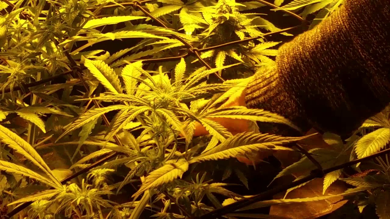 Seguimento indoor como hacer scrog