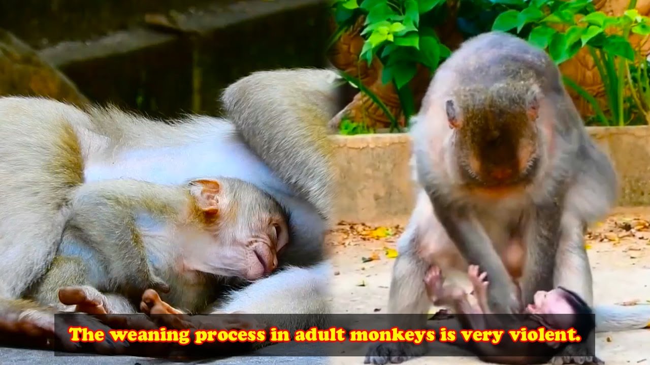 The monkeys' reaction during weaning is very violent.