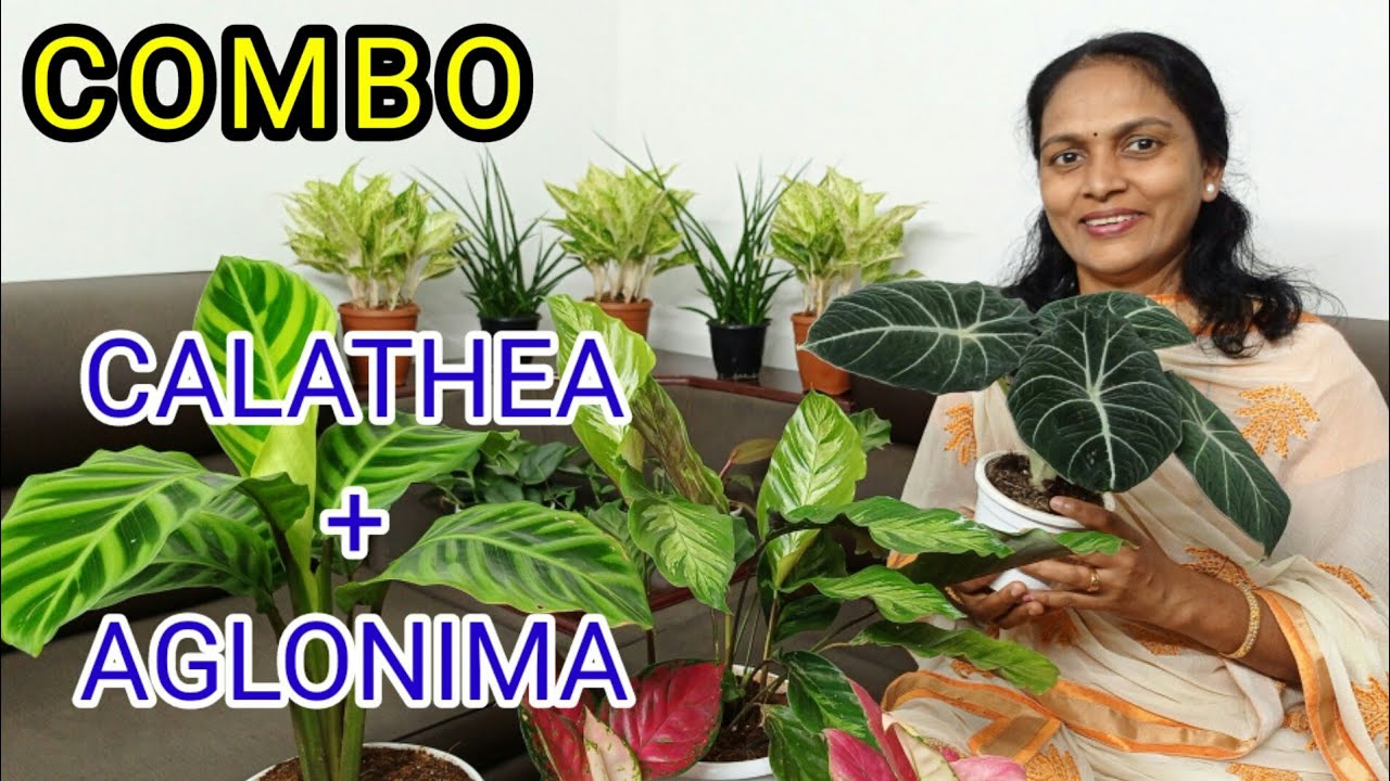 &Ccedil;ALATHEA/AGLONIMA/INDOOR PLANTS/ONLINE PLANTS/COMBO OFFER/WHOLESALE RATE/HEALTHY PLANTS
