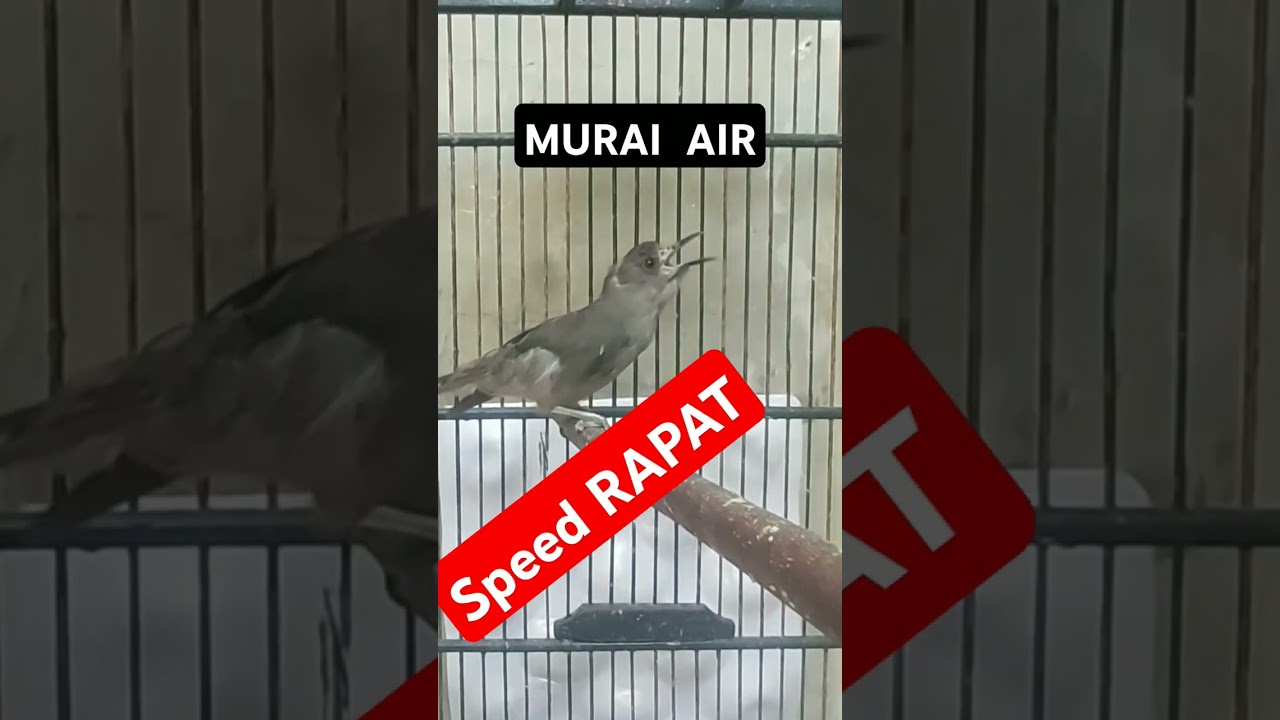 masteran burung MURAI AIR GACOR