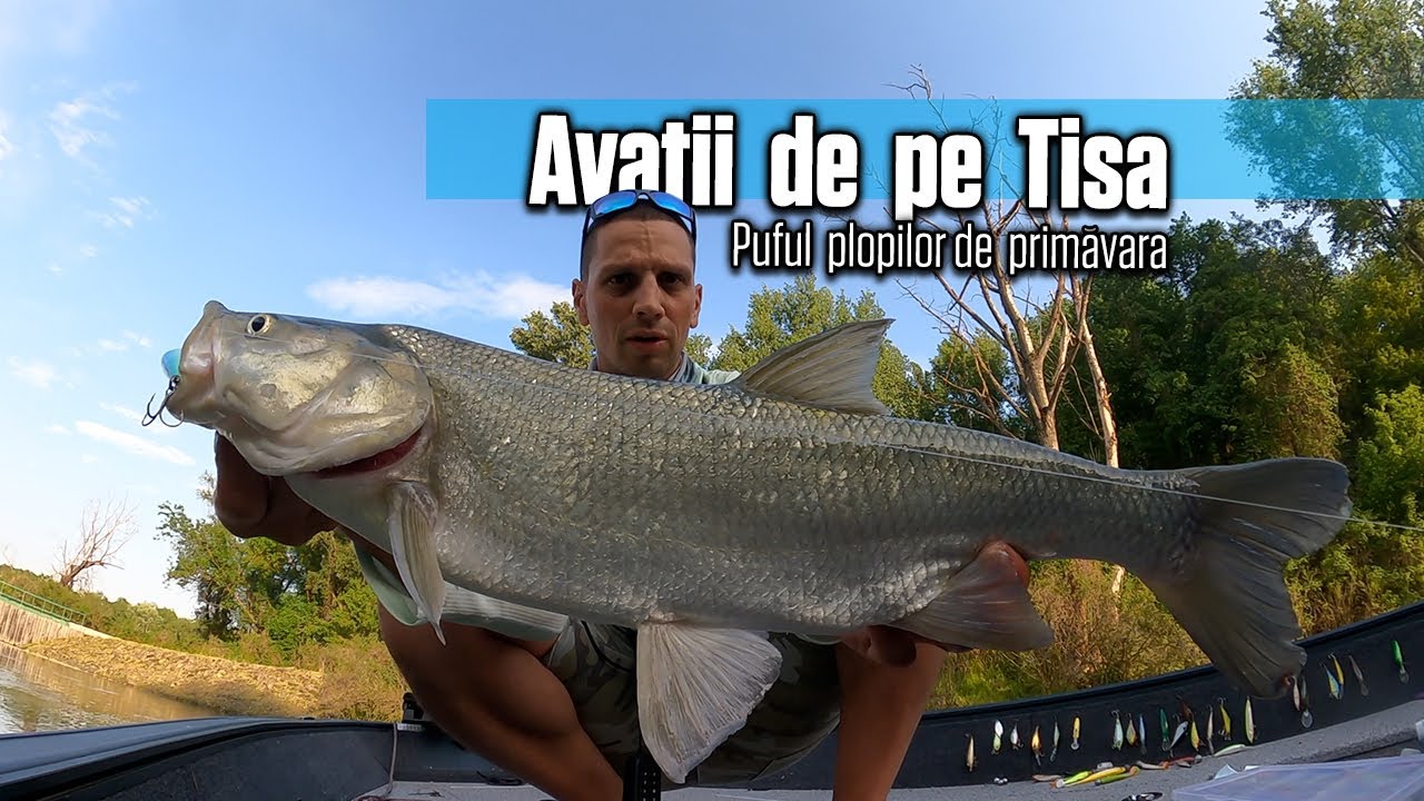 Am PESCUIT pe TISA la AVAT cu APA MARE si PUF