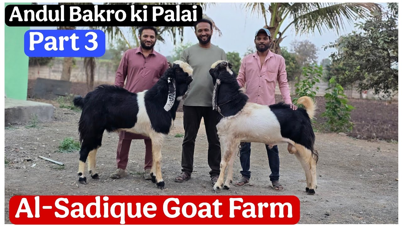 P-3 Andul Bakro ki Palai at Al-Sadique Goat Farm Nashik Maharashtra 