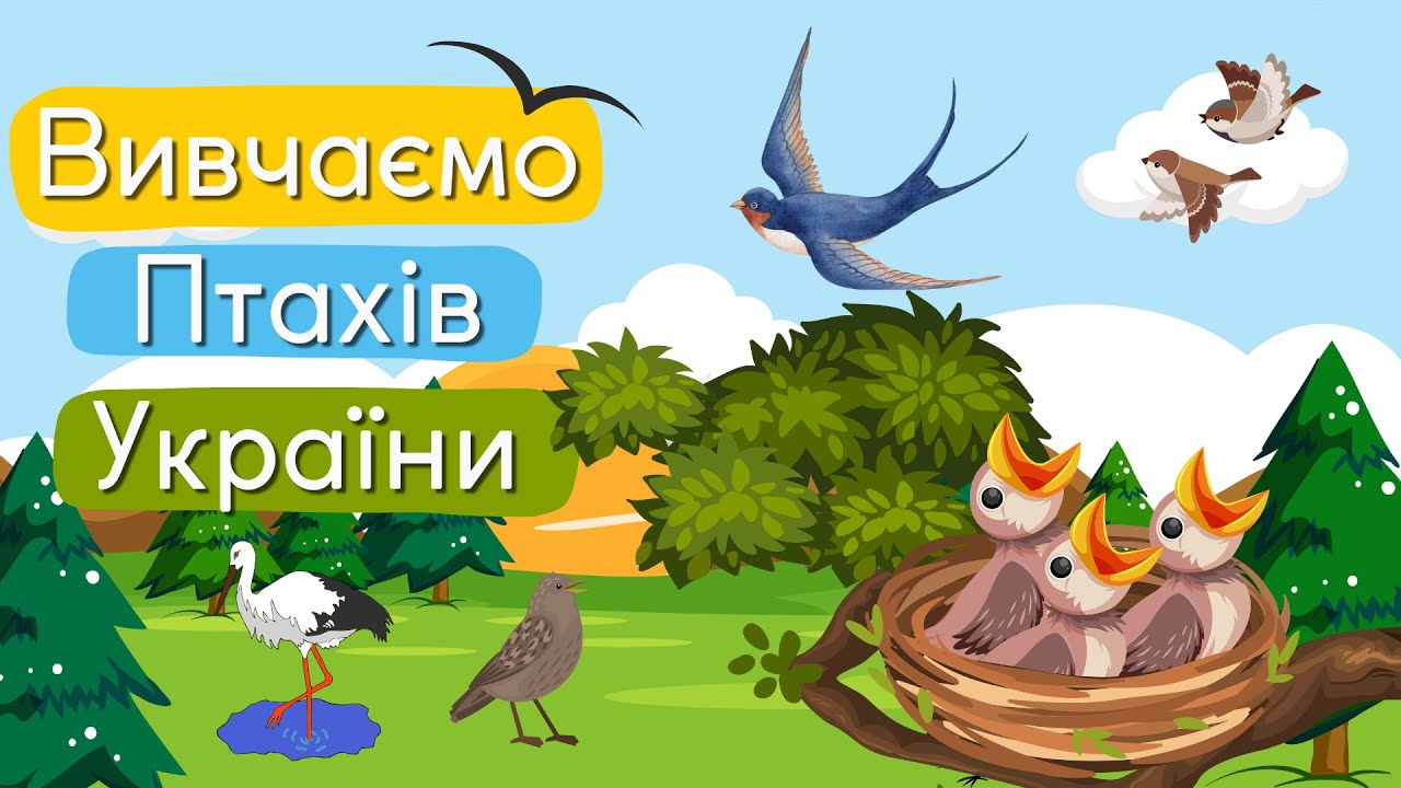Вивчаємо птахів України | Розвивальні відео для дітей