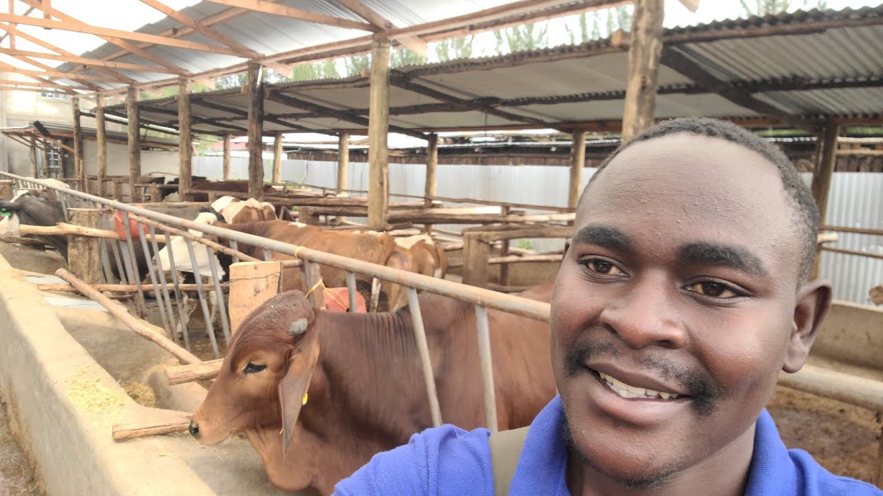 The Bull Fattening Business : Turning Cows Into Cash