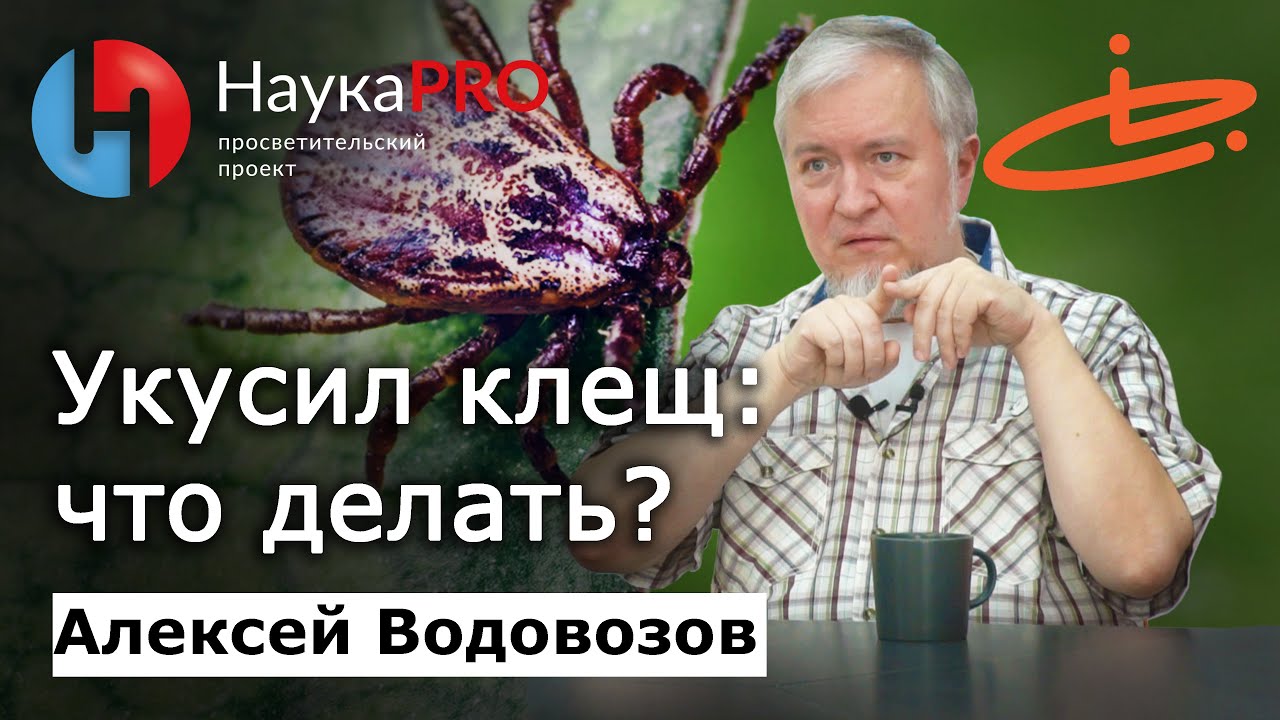Укус клеща: первая помощь и последствия – Алексей Водовозов | Научпоп | Лекции по медицине