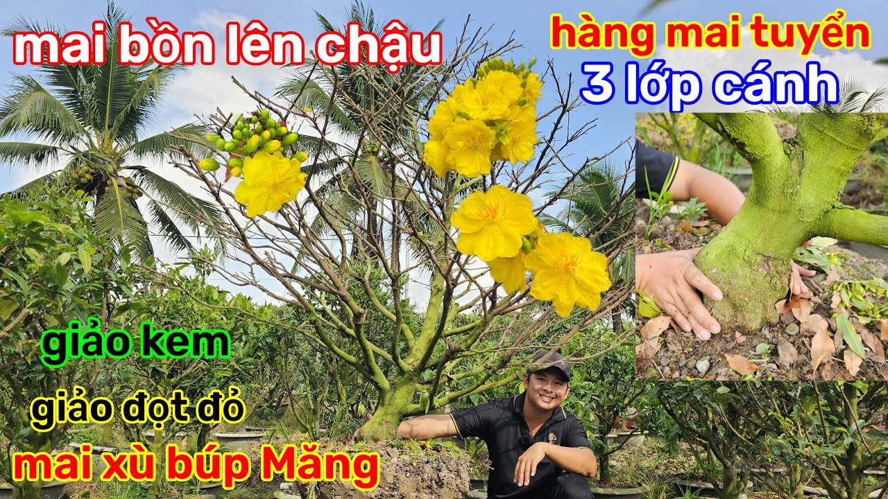 🌲12/3☎️Vườn mai 2 Lúa☎️giảo thủ đức rin🌲mai bồn đất🌲thuần chậu lại🌲cây có giao lưu 