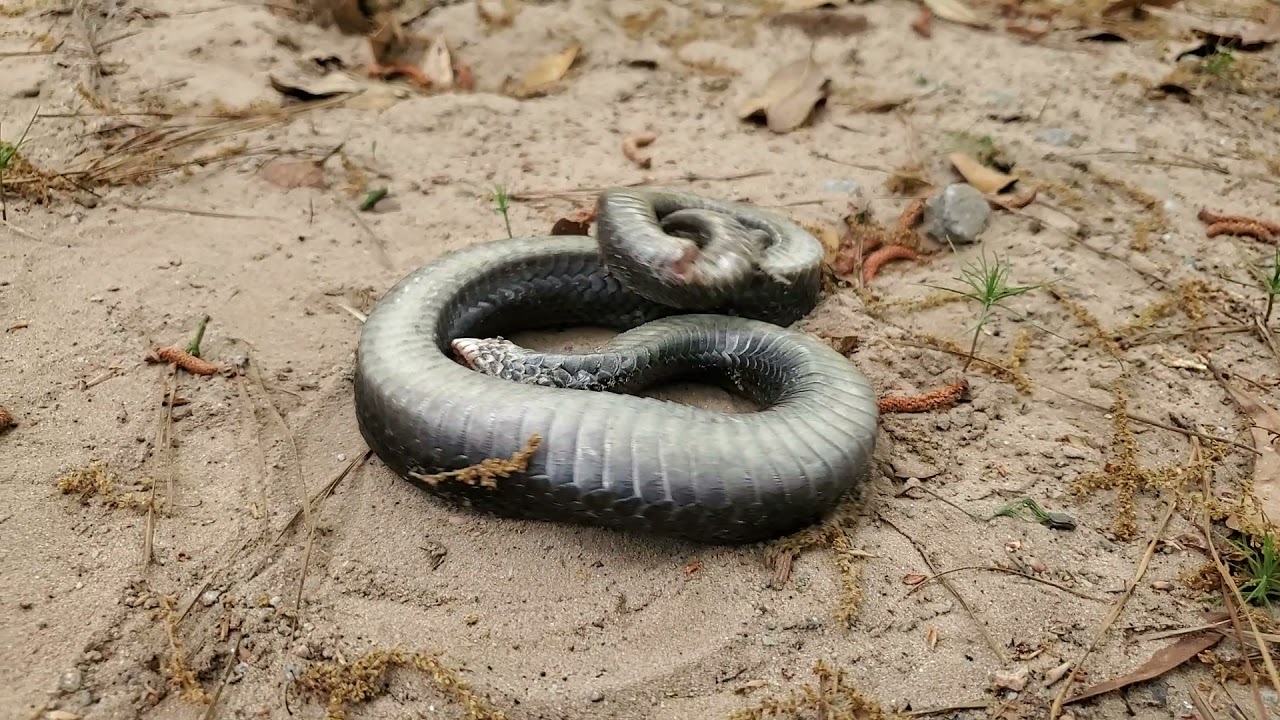 Hognose Playing Dead