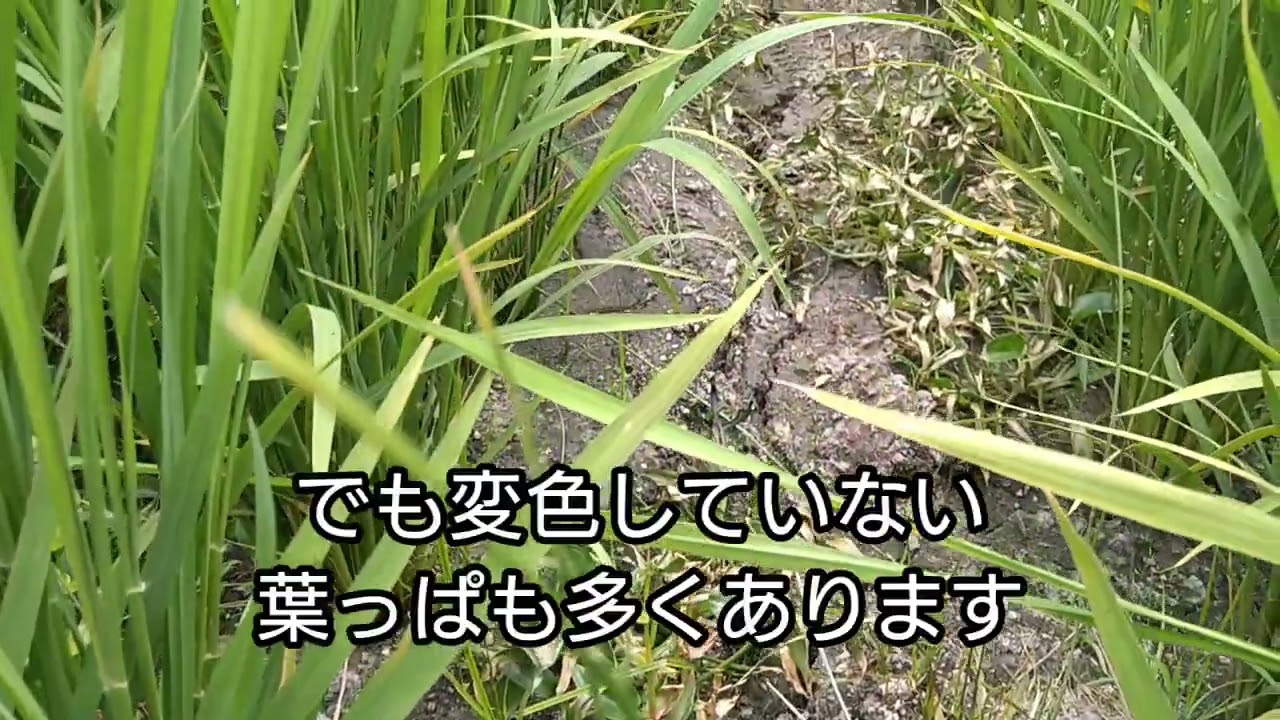お酢除草試してみました