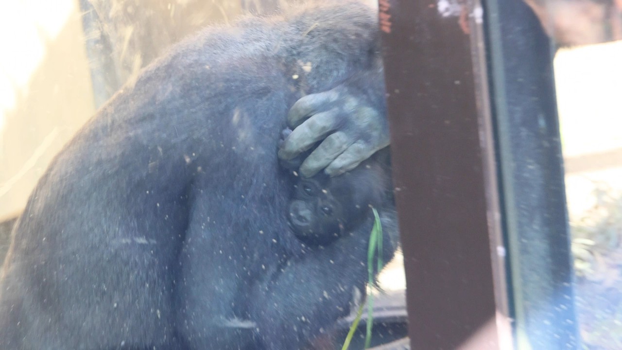 Protective Mom Genki Keeps Baby Santarou Safe! Clever Big Brother Kintaro Shines | Kyoto City Zoo